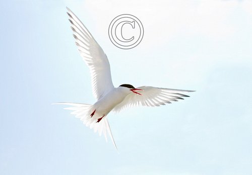 Arctic Turn in Flight DM1500